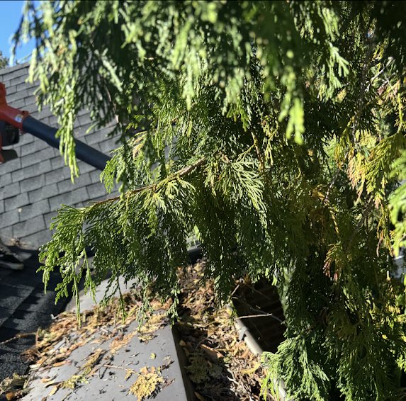 Arborvitae branches hanging over a debris-filled gutter with a leaf blower nearby