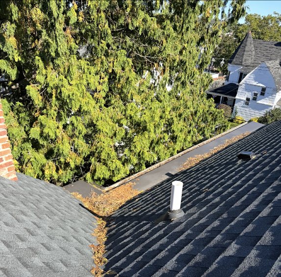 Leaf and needle debris collected in a roof valley and gutter beside tall arborvitae in Fair Haven
