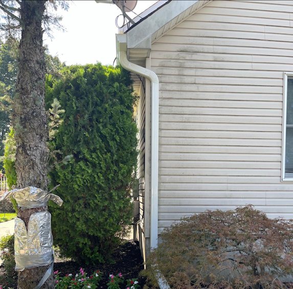 White downspout at a rear corner of a house behind arborvitae shrubs